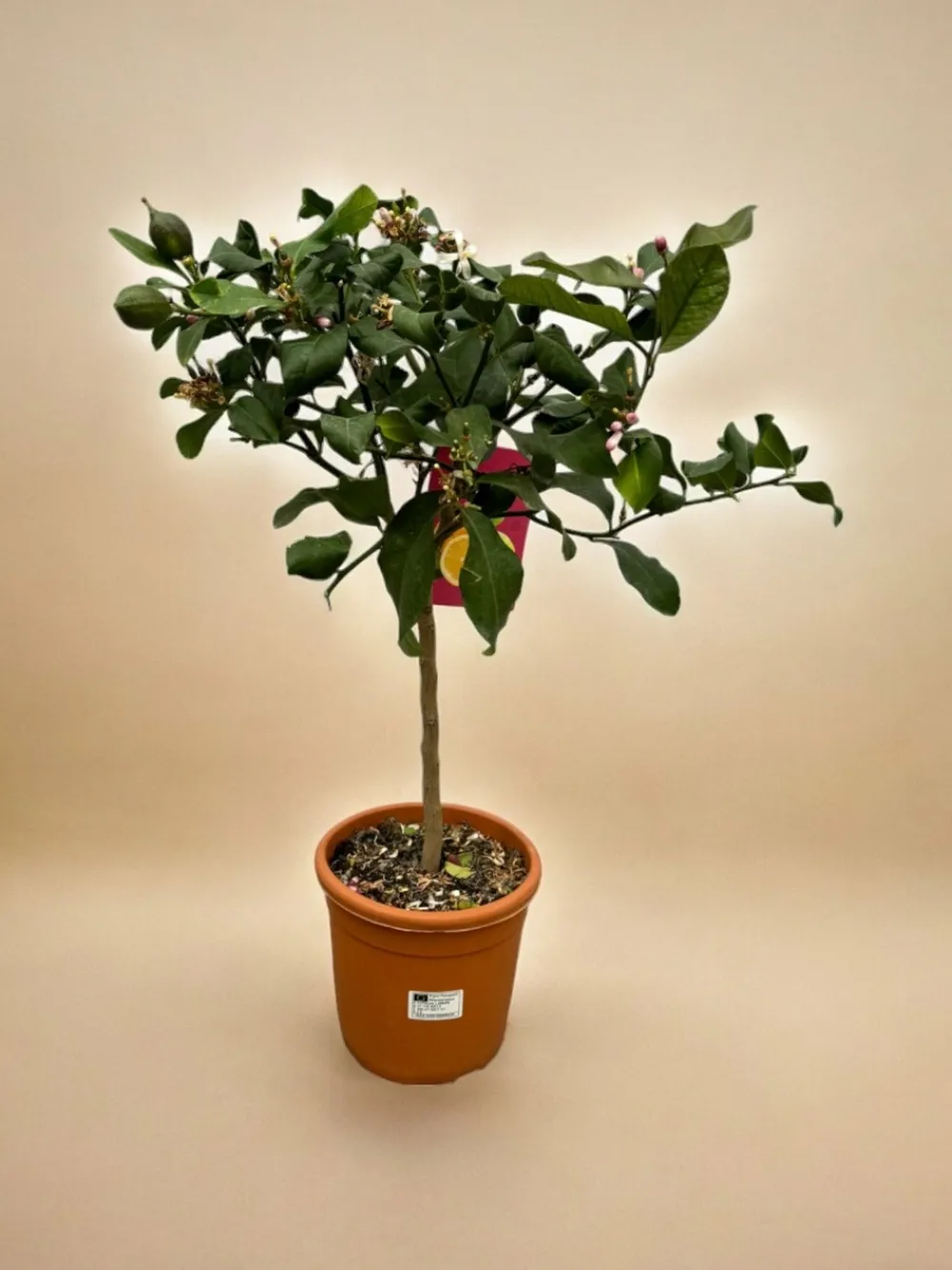 La Green Touch - Citrus lemon - 80 cm - ø22cm Hot