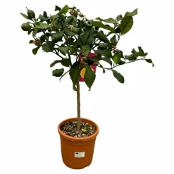La Green Touch - Citrus lemon - 80 cm - ø22cm Hot