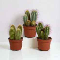 La Green Touch - Coffret cactus - lot de 3 plantes, h23cm Online