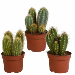 La Green Touch - Coffret cactus - lot de 3 plantes, h23cm Online