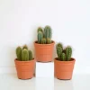 La Green Touch Cactus Et Plantes Grasses | - Coffret cactus et ses caches-pots terracotta - lot de 3 plantes, h23cm