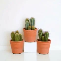 La Green Touch Cactus Et Plantes Grasses | - Coffret cactus et ses caches-pots terracotta - lot de 3 plantes, h23cm