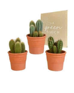 La Green Touch Cactus Et Plantes Grasses | - Coffret cactus et ses caches-pots terracotta - lot de 3 plantes, h23cm
