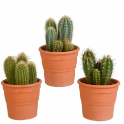 La Green Touch Cactus Et Plantes Grasses | - Coffret cactus et ses caches-pots terracotta - lot de 3 plantes, h23cm