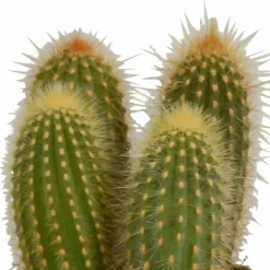 La Green Touch Cactus Et Plantes Grasses | - Coffret cactus et ses caches-pots terracotta - lot de 3 plantes, h23cm