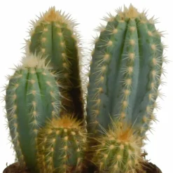 La Green Touch Cactus Et Plantes Grasses | - Coffret cactus et ses caches-pots terracotta - lot de 3 plantes, h23cm