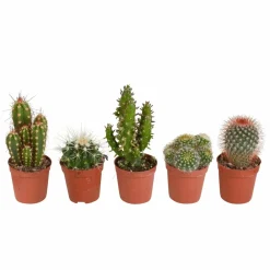 La Green Touch - Coffret cactus - lot de 5 plantes, h13cm Online