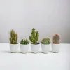 La Green Touch - Coffret cactus et ses caches-pots blancs - lot de 5 plantes, h40cm New