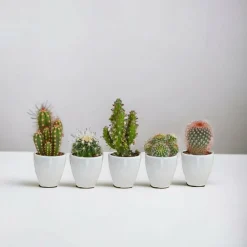 La Green Touch - Coffret cactus et ses caches-pots blancs - lot de 5 plantes, h40cm New