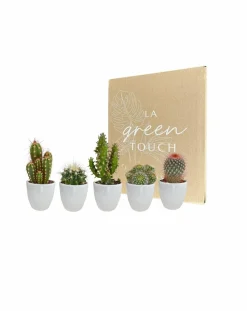 La Green Touch - Coffret cactus et ses caches-pots blancs - lot de 5 plantes, h40cm New
