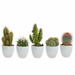 La Green Touch - Coffret cactus et ses caches-pots blancs - lot de 5 plantes, h40cm New