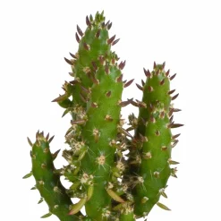 La Green Touch - Coffret cactus et ses caches-pots blancs - lot de 5 plantes, h40cm New