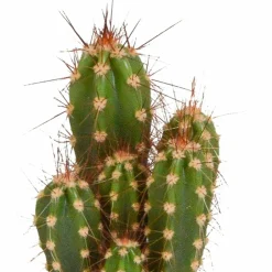 La Green Touch - Coffret cactus et ses caches-pots blancs - lot de 5 plantes, h40cm New