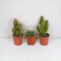 La Green Touch - Coffret cactus - lot de 10 plantes, h13cm Online