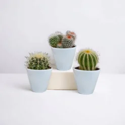 La Green Touch - Coffret cactus et ses caches-pots blancs - lot de 3 plantes, h16cm Hot