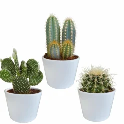 La Green Touch - Coffret cactus et ses caches-pots blancs - lot de 3 plantes, h23cm Online