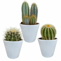 La Green Touch - Coffret cactus et ses caches-pots blancs - lot de 3 plantes, h18cm Outlet