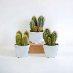 La Green Touch - Coffret cactus et ses caches-pots blancs - lot de 3 plantes, h23cm Clearance