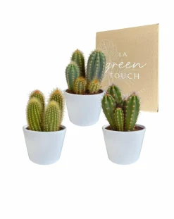 La Green Touch - Coffret cactus et ses caches-pots blancs - lot de 3 plantes, h23cm Clearance