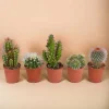 La Green Touch Cactus Et Plantes Grasses | - Coffret cactus, succulentes - lot de 15 plantes, h13cm
