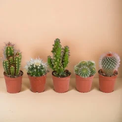 La Green Touch Cactus Et Plantes Grasses | - Coffret cactus, succulentes - lot de 15 plantes, h13cm