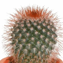 La Green Touch Cactus Et Plantes Grasses | - Coffret cactus, succulentes - lot de 15 plantes, h13cm