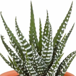 La Green Touch Cactus Et Plantes Grasses | - Coffret cactus, succulentes - lot de 15 plantes, h13cm