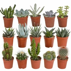 La Green Touch Cactus Et Plantes Grasses | - Coffret cactus, succulentes - lot de 15 plantes, h13cm
