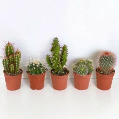 La Green Touch Cactus Et Plantes Grasses | - Coffret cactus, succulentes - lot de 15 plantes, h13cm