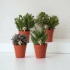 La Green Touch Cactus Et Plantes Grasses | - Coffret cadeau succulente - lot de 4 plantes, h20cm
