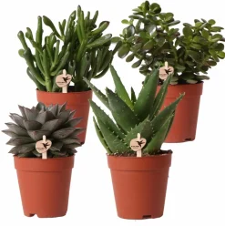 La Green Touch Cactus Et Plantes Grasses | - Coffret cadeau succulente - lot de 4 plantes, h20cm