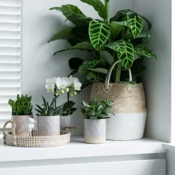 La Green Touch Cactus Et Plantes Grasses | - Coffret cadeau succulente - lot de 4 plantes, h20cm