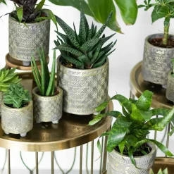 La Green Touch Cactus Et Plantes Grasses | - Coffret cadeau succulente - lot de 4 plantes, h20cm