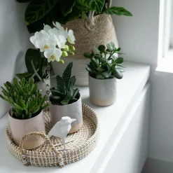 La Green Touch Cactus Et Plantes Grasses | - Coffret cadeau succulente - lot de 4 plantes, h20cm