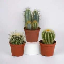 La Green Touch Cactus Et Plantes Grasses | - Coffret cadeau cactus - lot de 3 plantes, h18cm