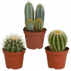 La Green Touch Cactus Et Plantes Grasses | - Coffret cadeau cactus - lot de 3 plantes, h18cm