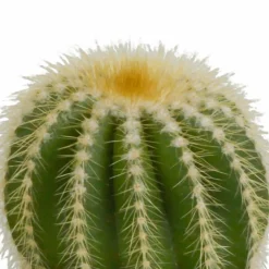 La Green Touch Cactus Et Plantes Grasses | - Coffret cadeau cactus - lot de 3 plantes, h18cm