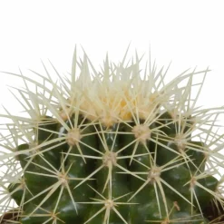 La Green Touch Cactus Et Plantes Grasses | - Coffret cadeau cactus - lot de 3 plantes, h18cm