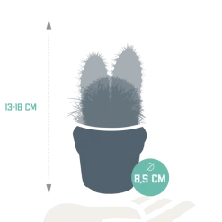 La Green Touch Cactus Et Plantes Grasses | - Coffret cadeau cactus - lot de 3 plantes, h18cm