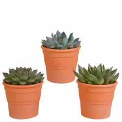 La Green Touch - Coffret cadeau echeveria et ses caches-pots terracotta - lot de 3 plantes, h21cm Online