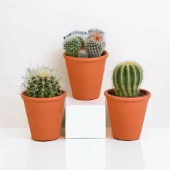 La Green Touch - Coffret cadeau cactus et ses caches-pots terracotta - lot de 3 plantes, h16cm Outlet