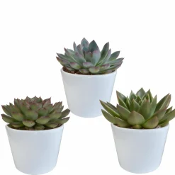 La Green Touch - Coffret cadeau echeveria et ses caches-pots blancs - lot de 3 plantes, h21cm New