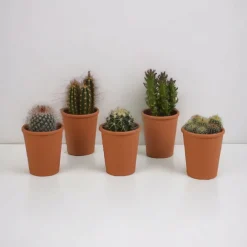 La Green Touch - Coffret cadeau cactus - lot de 5 plantes, h13cm Outlet