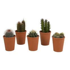 La Green Touch - Coffret cadeau cactus - lot de 5 plantes, h13cm Outlet