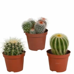 La Green Touch - Coffret cadeau baby cactus - lot de 3 plantes, h16cm Clearance