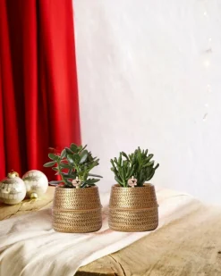 La Green Touch - Coffret cadeau succulente et ses caches-pots dorés - lot de 2, h20cm