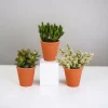 La Green Touch Cactus Et Plantes Grasses | - Coffret crassula et ses caches-pots terracotta - lot de 3 plantes, h18cm