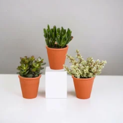 La Green Touch Cactus Et Plantes Grasses | - Coffret crassula et ses caches-pots terracotta - lot de 3 plantes, h18cm