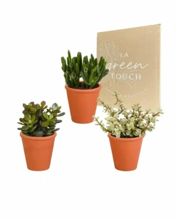 La Green Touch Cactus Et Plantes Grasses | - Coffret crassula et ses caches-pots terracotta - lot de 3 plantes, h18cm