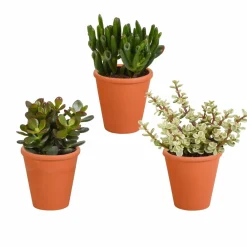 La Green Touch Cactus Et Plantes Grasses | - Coffret crassula et ses caches-pots terracotta - lot de 3 plantes, h18cm